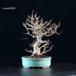 Acer Buergerianum - Kaede - immagine 8