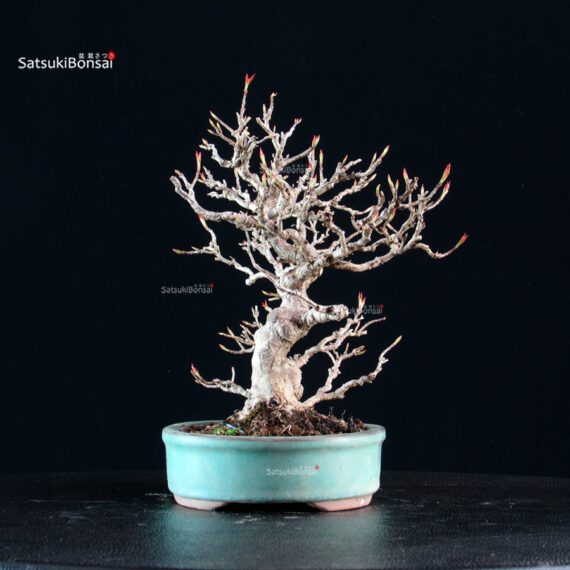 Acer Buergerianum - Kaede - immagine 8