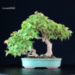 Acer Buergerianum - Kaede
