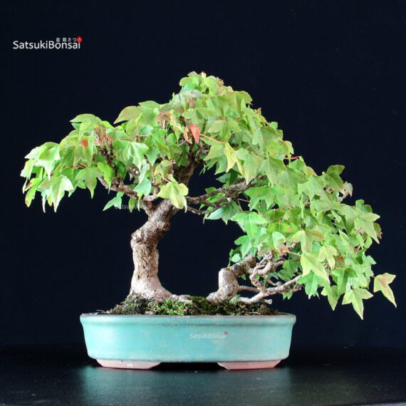 Acer Buergerianum - Kaede - immagine 3