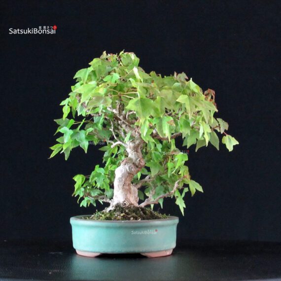 Acer Buergerianum - Kaede - immagine 4