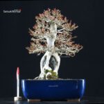 Acer Buergerianum Naruto su roccia - Kaede - immagine 6