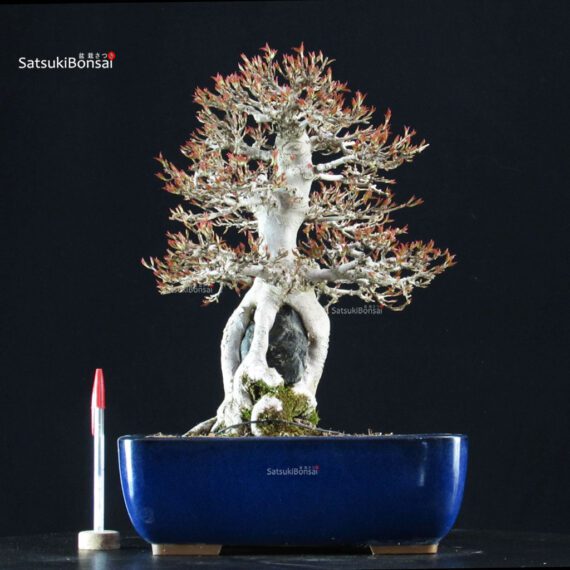 Acer Buergerianum Naruto su roccia - Kaede - immagine 6