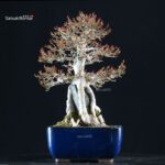 Acer Buergerianum Naruto su roccia - Kaede - immagine 7