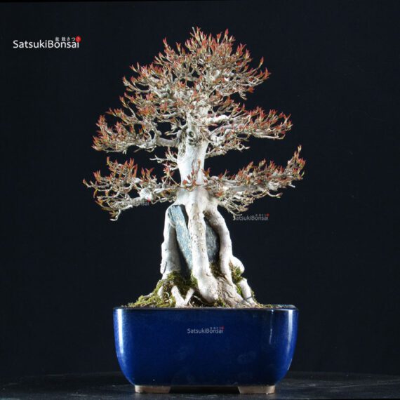 Acer Buergerianum Naruto su roccia - Kaede - immagine 7