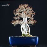 Acer Buergerianum Naruto su roccia - Kaede - immagine 9