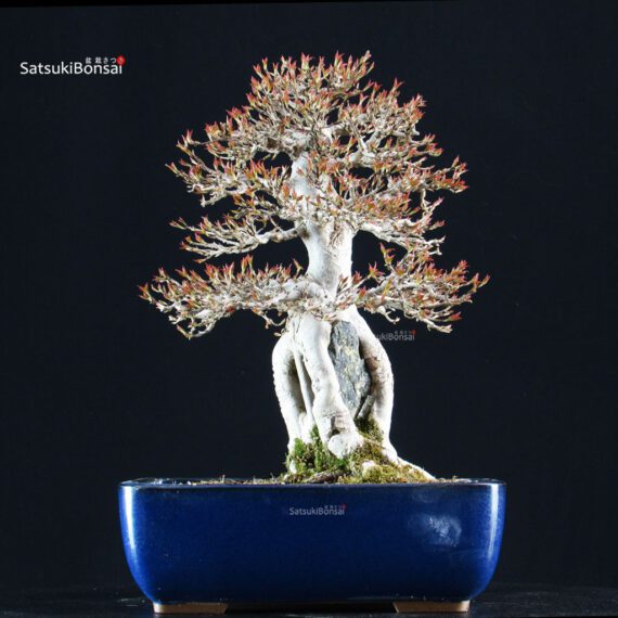 Acer Buergerianum Naruto su roccia - Kaede - immagine 9