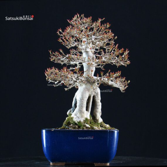 Acer Buergerianum Naruto su roccia - Kaede - immagine 8