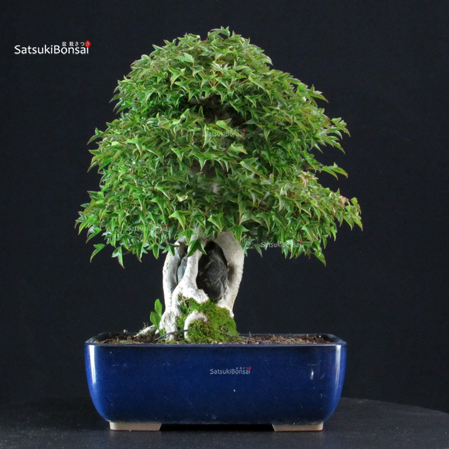 5900_5-Acer buergerianum Tancho NAruto Acer Buergerianum Naruto su roccia - Kaede - immagine 1