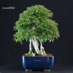 Acer Buergerianum Naruto su roccia - Kaede - immagine 3