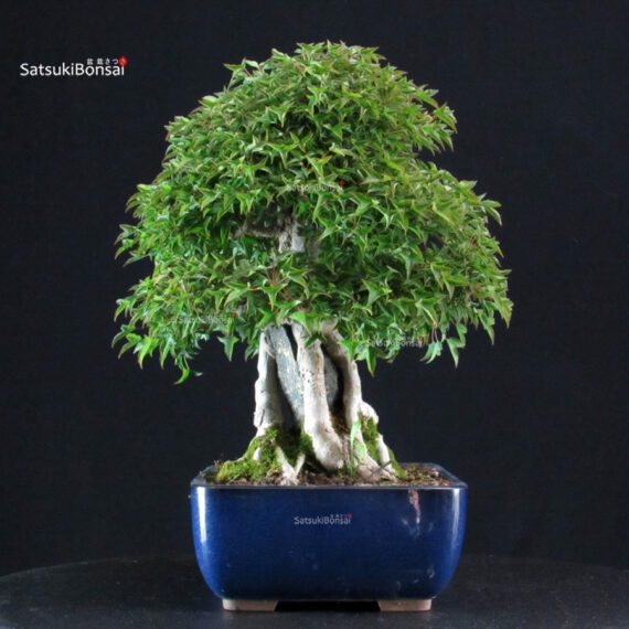 Acer Buergerianum Naruto su roccia - Kaede - immagine 3