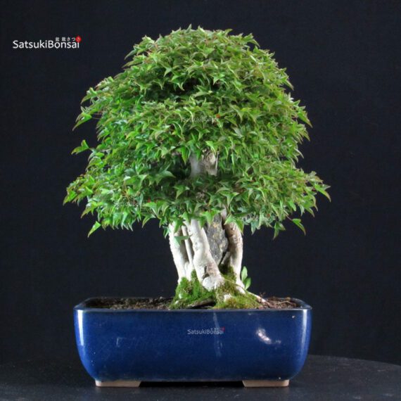 Acer Buergerianum Naruto su roccia - Kaede - immagine 4
