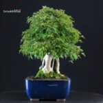 Acer Buergerianum Naruto su roccia - Kaede - immagine 5