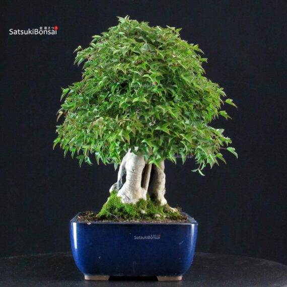 Acer Buergerianum Naruto su roccia - Kaede - immagine 5