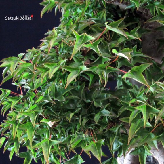 Acer Buergerianum Naruto su roccia - Kaede - immagine 2