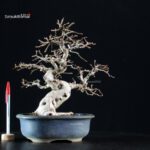 Carpinus Coreana - immagine 5