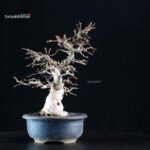 Carpinus Coreana - immagine 6