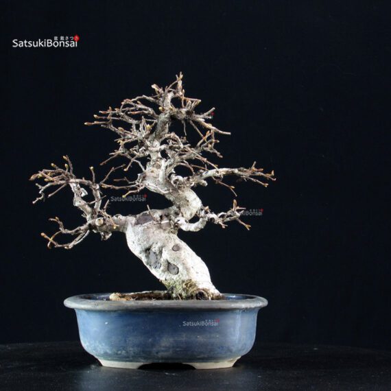 Carpinus Coreana - immagine 7