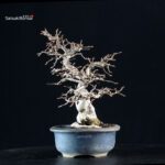 Carpinus Coreana - immagine 8