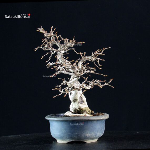Carpinus Coreana - immagine 8