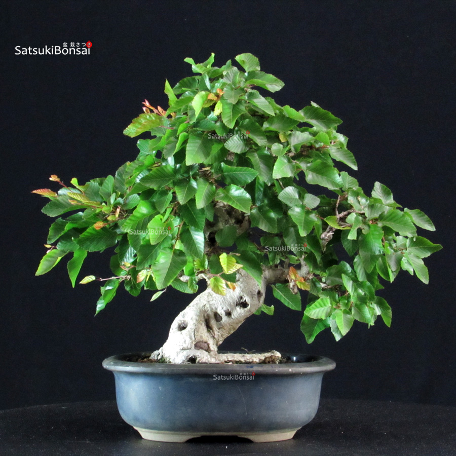 5901_5-Carpinus coreana Carpinus Coreana - immagine 1