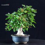 Carpinus Coreana - immagine 2