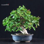 Carpinus Coreana - immagine 3