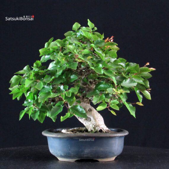 Carpinus Coreana - immagine 3