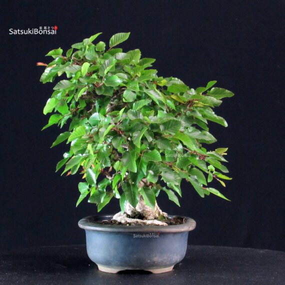 Carpinus Coreana - immagine 4