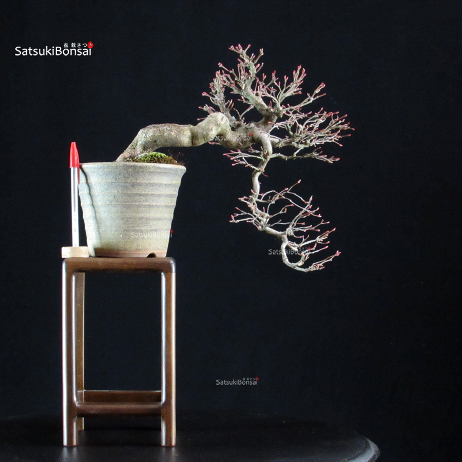 5902_1-Acer-palmatum Acero palmato Yamamomiji - immagine 1