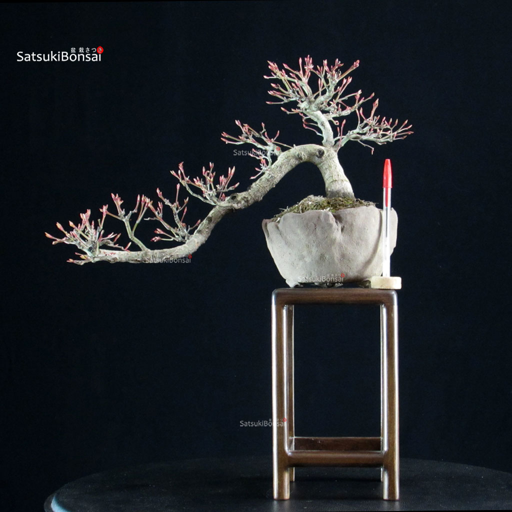 5903_1-Acer-palmatum Acero palmato Yamamomiji - immagine 1