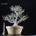 Acer Buergerianum - Kaede - immagine 5