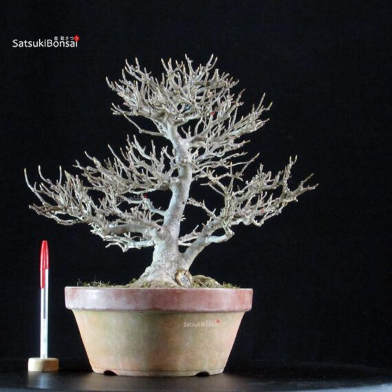 Acer Buergerianum - Kaede - immagine 5