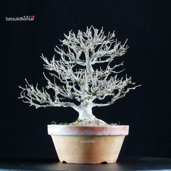 Acer Buergerianum - Kaede - immagine 6