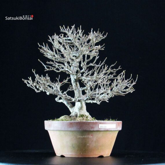 Acer Buergerianum - Kaede - immagine 8