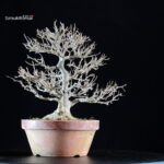 Acer Buergerianum - Kaede - immagine 7