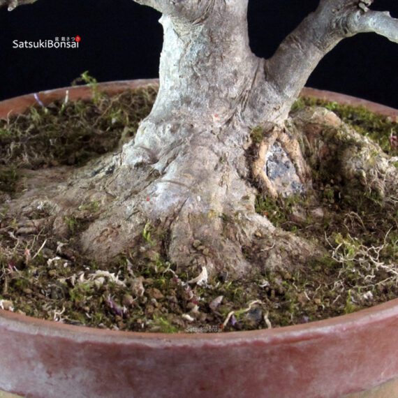 Acer Buergerianum - Kaede - immagine 9