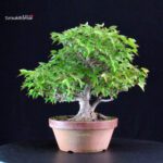 Acer Buergerianum - Kaede