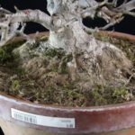 Acer Buergerianum - Kaede - immagine 10