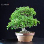 Acer Buergerianum - Kaede - immagine 2