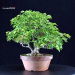 Acer Buergerianum - Kaede - immagine 3