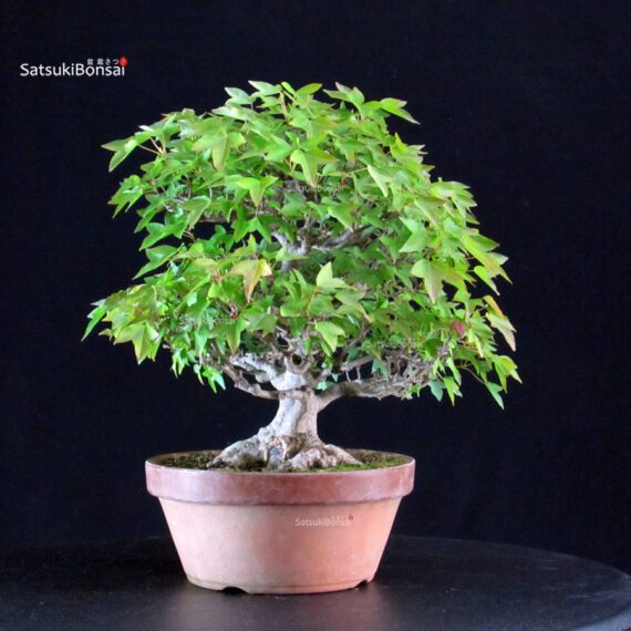 Acer Buergerianum - Kaede - immagine 4