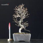 Carpinus Coreana
