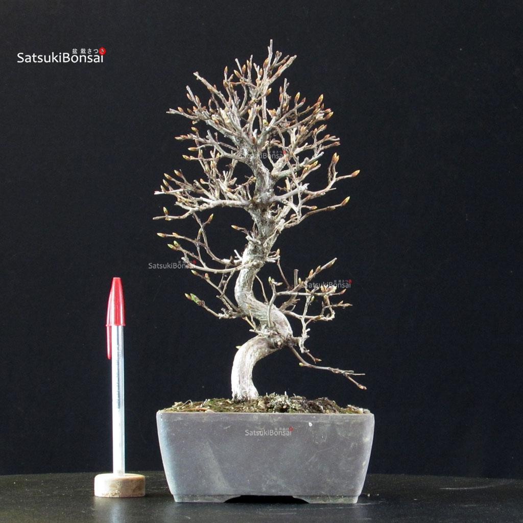 5914_1-Carpinus-coreana Carpinus Coreana - immagine 1