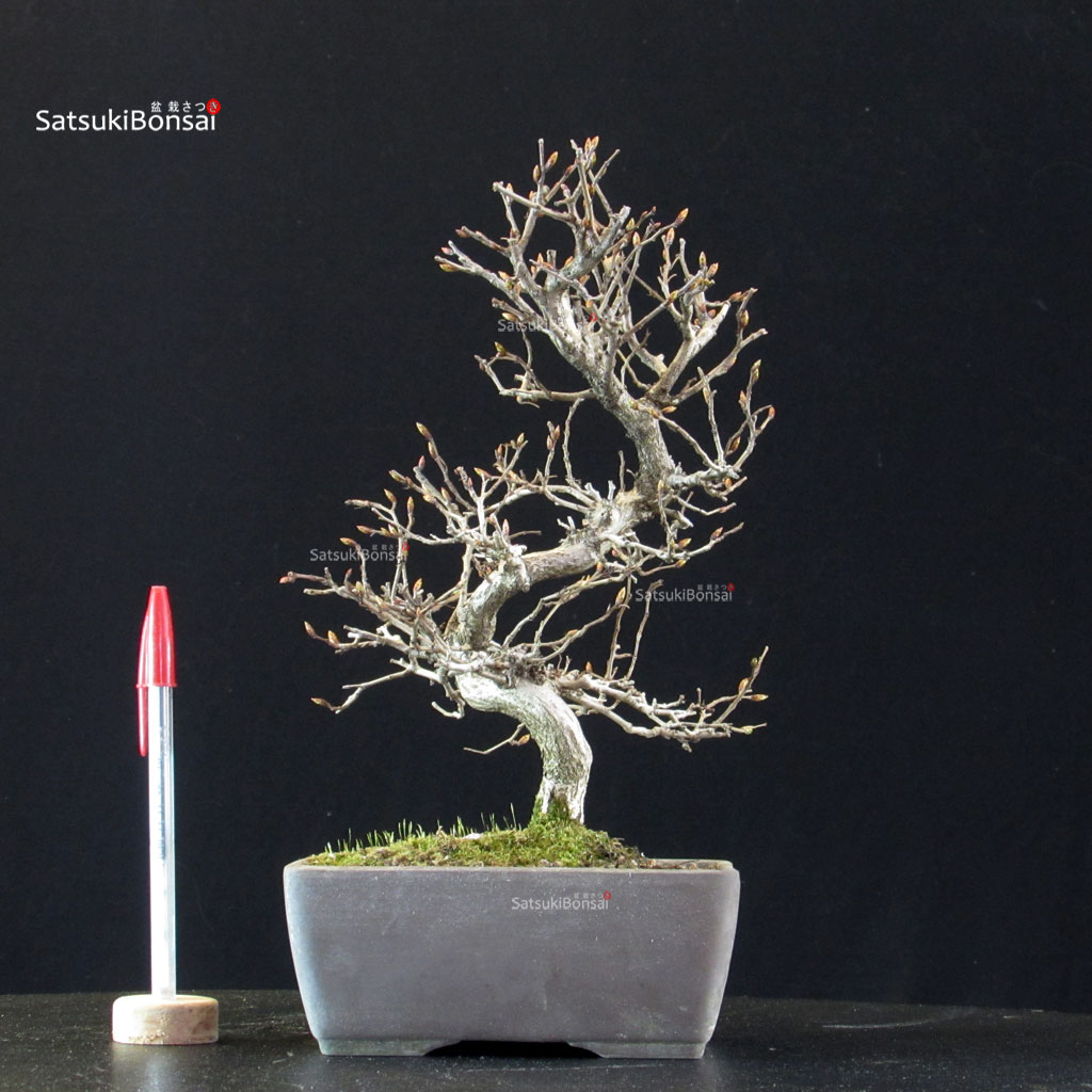 5916_1-Carpinus-coreana Carpinus Coreana - immagine 1