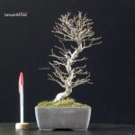 Carpinus Coreana