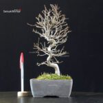 Carpinus Coreana