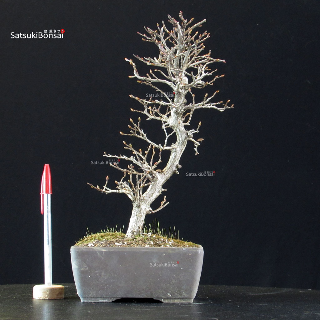 5919_1-Carpinus-coreana Carpinus Coreana - immagine 1