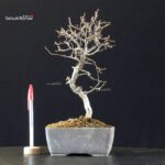 Carpinus Coreana
