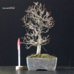 Carpinus Coreana